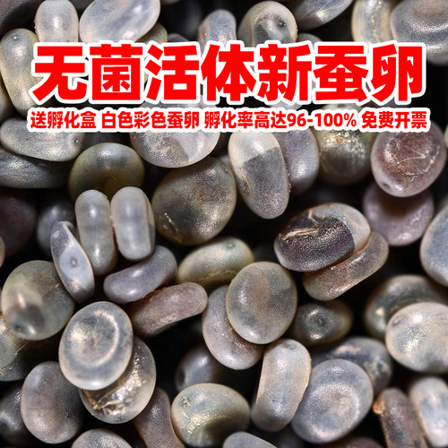 高级蚕种蚕卵学生养蚕套装蚕宝宝