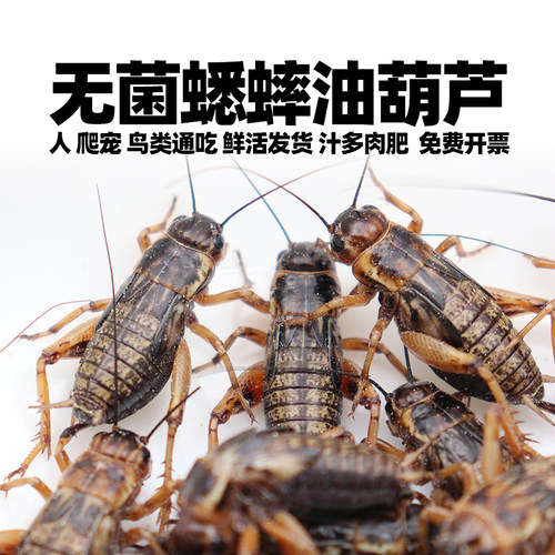 蟋蟀油葫芦鬃狮守宫睫角龟鸟蛙粮