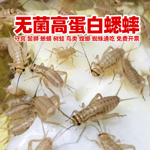 周升华活体无菌高蛋白蟋蟀油葫芦