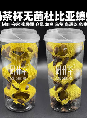 无菌奶茶杯杜比亚蟑螂活虫饲料饲养繁殖组鬃狮蜥蜴守宫乌龟鸟粮食