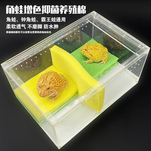 角蛙树蛙生化绵活体霸王蛙过滤棉
