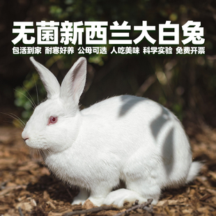 无菌宠物兔子活物活苗一公一母幼仔新西兰比利时大型肉兔巨型种兔