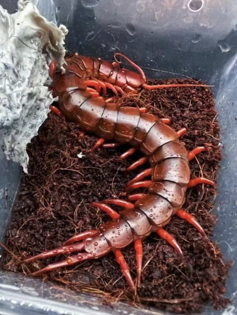 无菌红龙蜈蚣超大个体活体小宠物银雷金龙鱼雨林蝎叫角蛙鸟粮食物