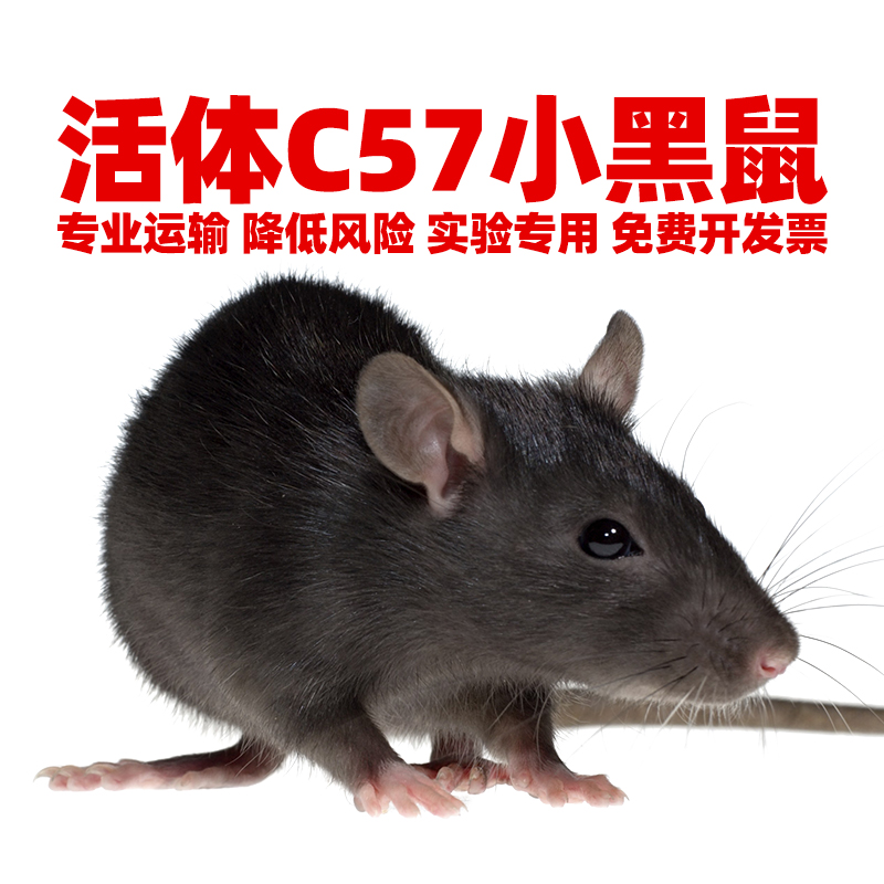 SPF级C57小黑鼠活体实验鼠KM昆明白鼠SD大白鼠繁殖组活物野老鼠饲