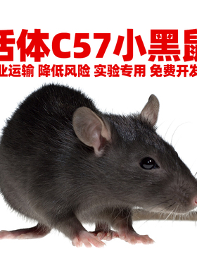 SPF级C57小黑鼠活体实验鼠KM昆明白鼠SD大白鼠繁殖组活物野老鼠饲
