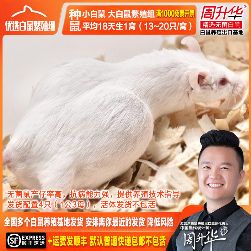 无菌活体繁殖组一公包邮小白鼠