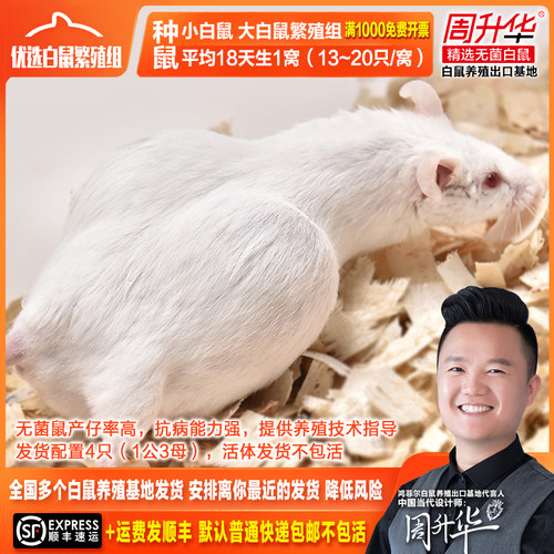 无菌活体KM小白鼠繁殖组种鼠一公三母4只20~30g约30天生乳鼠包邮 - 封面