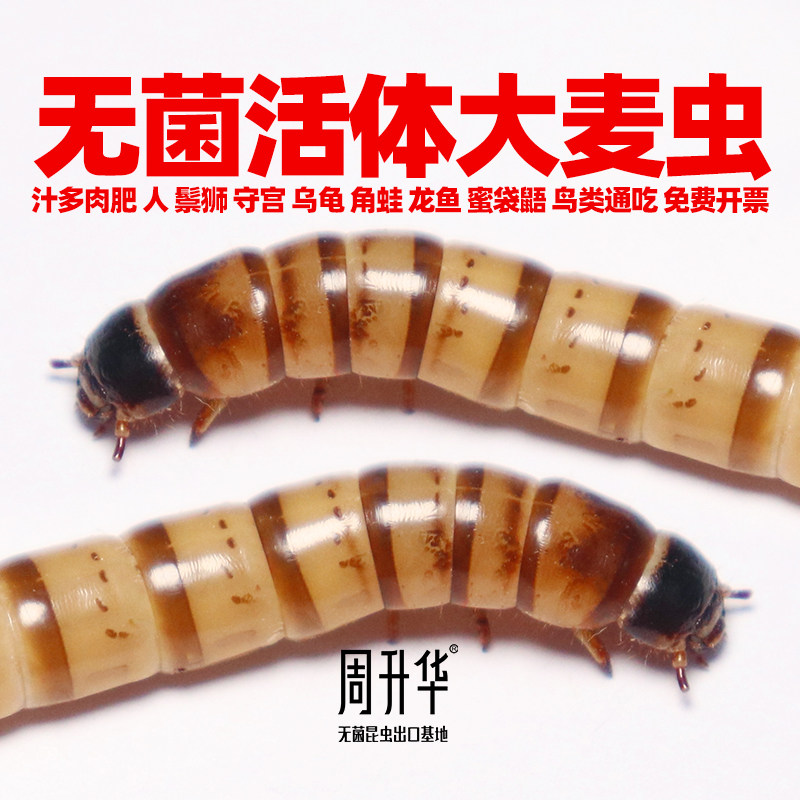无菌纯大麦虫活虫大号养殖盒包邮批发特大钓鱼一斤零食苗幼虫饲养
