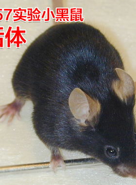 活体无菌C57小黑鼠实验鼠小白鼠大白鼠繁殖组活物老鼠喂养殖包邮
