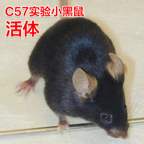 活体实验C57小黑鼠小白鼠繁殖组