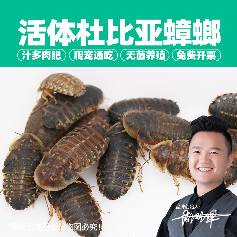 爬宠 蟑螂杜比亚 活虫 昆虫 饲养盒 饲料 活饵鬃狮蜥蜜袋鼯守宫粮,宠物/宠物食品及用品,爬虫/鸣虫食物,淘宝优惠券,粉丝福利购,淘宝优惠卷