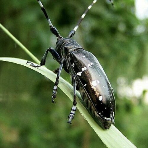 活虫天牛甲虫活体宠物大天牛爬行小动物易养活昆虫中华大扁锹爬宠