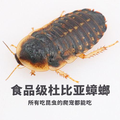 无菌活体杜比亚蟑螂爬虫鬃狮蜥守宫乌龟角蛙异宠物鳄龟活饵料饲料 - 封面