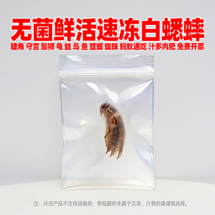 独立包装冷冻白蟋蟀油葫芦蛐蛐瘤尾守宫睫角豹纹守宫鬃狮蜥树蛙粮