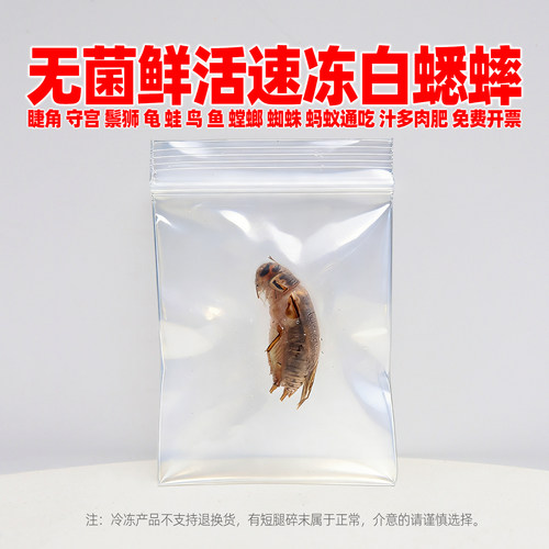无菌袋装鲜活冷冻白蟋蟀黑油葫芦
