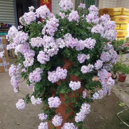 垂吊天竺葵重瓣花苗多季节开花阳台盆栽植物龙卷风杰克漫天黑玫瑰
