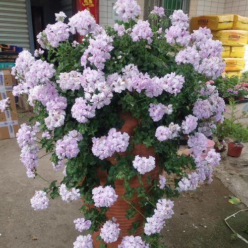 四季开花垂吊天竺葵阳台耐阴植物