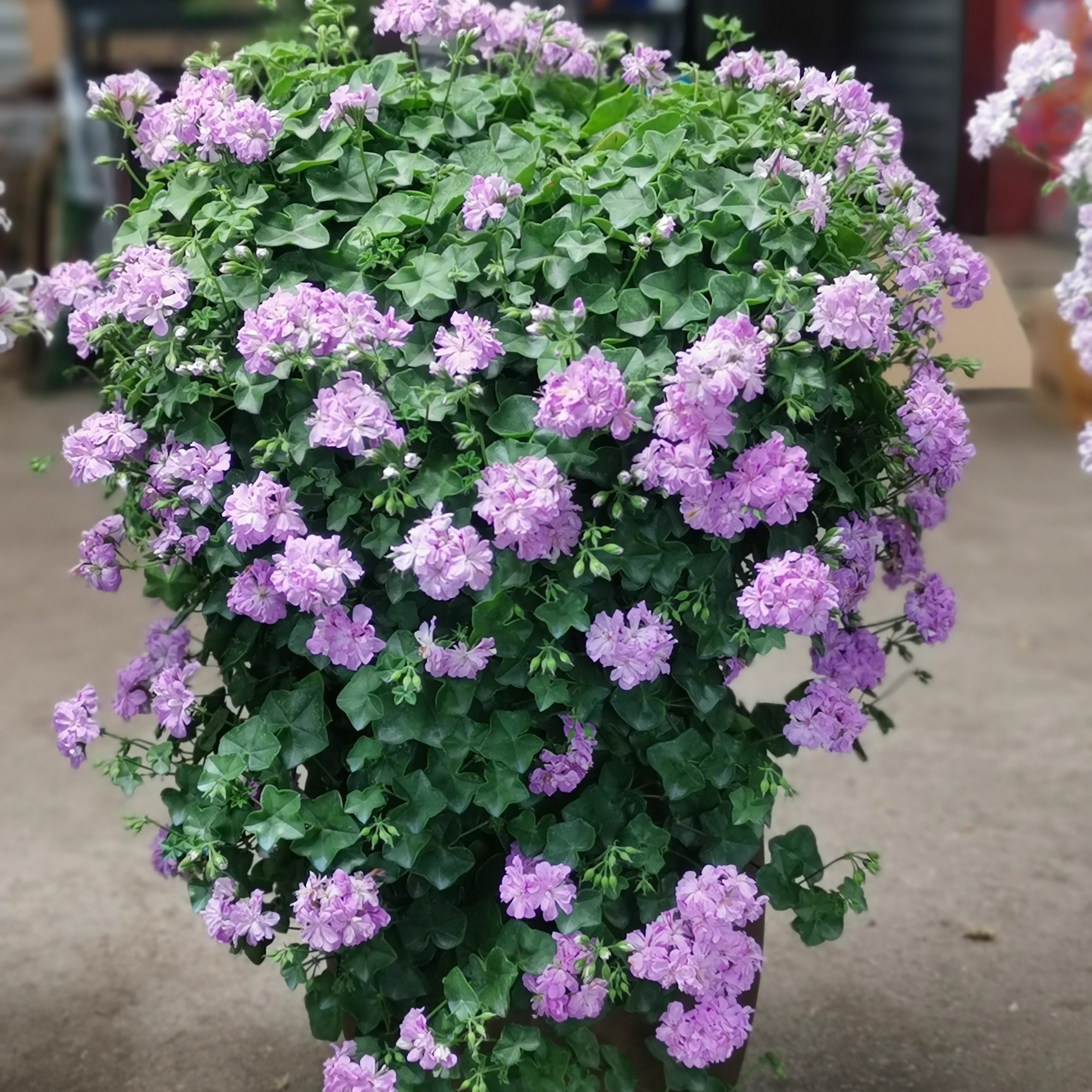 天竺葵花苗绿眼睛垂吊天爆花型阳台花园垂吊性强常绿盆栽花卉