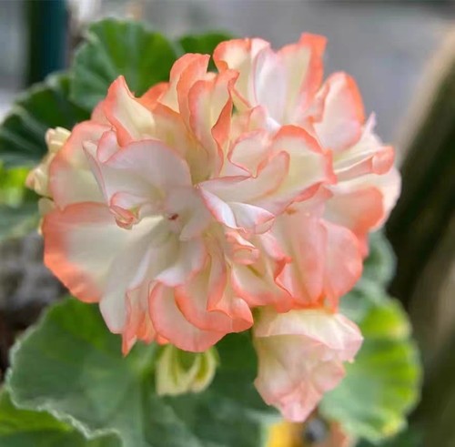 带花苞发货天竺葵四季开花