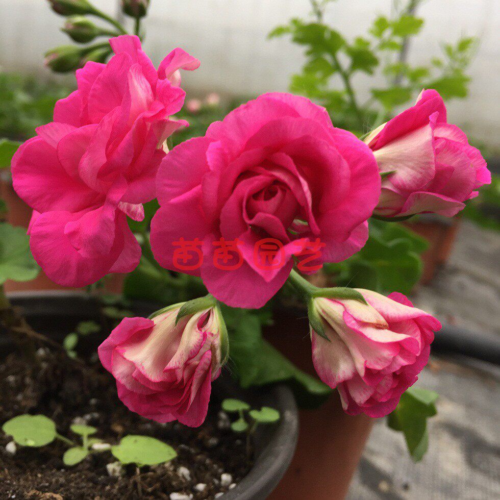 天竺葵花苗垂吊天福尔摩斯女巫多季开花好养窗台露台庭院盆栽花卉