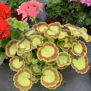 彩叶天竺葵花苗奎尔特夫人多季节开花阳台花园多年生观叶盆栽搭配