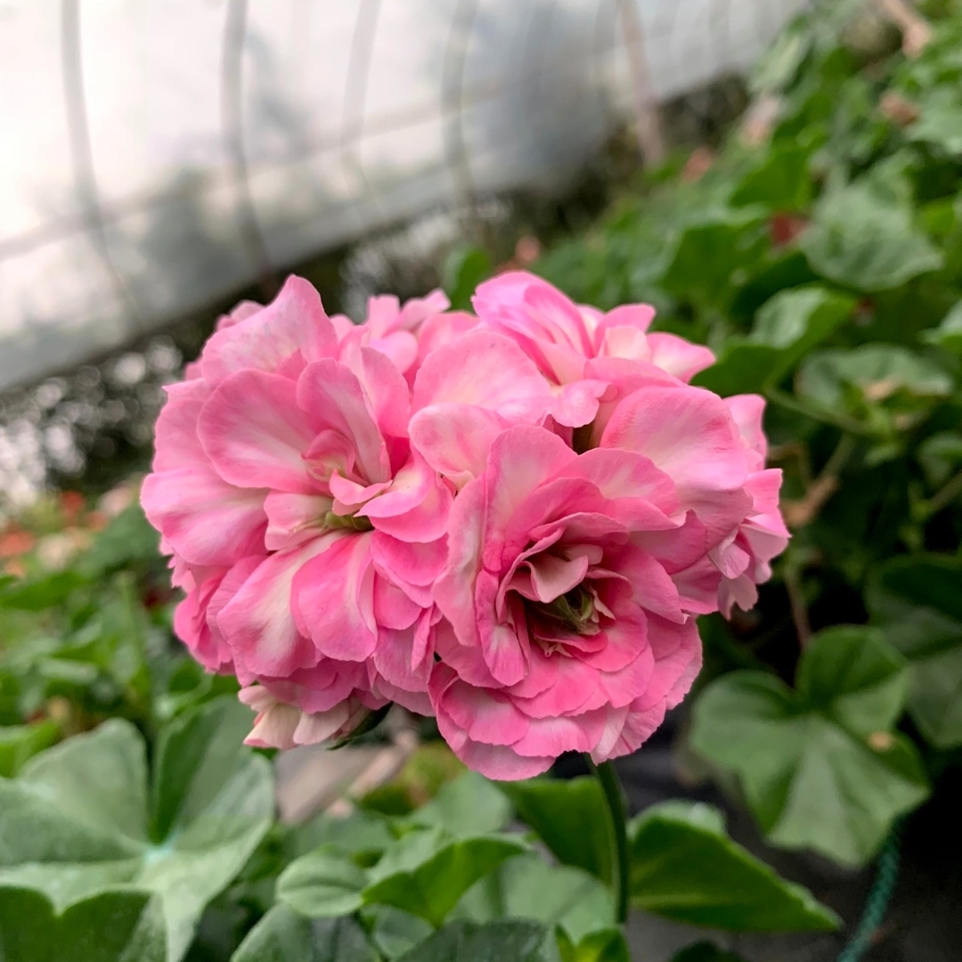 天竺葵花苗垂吊天斑马李重瓣垂天多季节开花阳台花园常绿盆栽花卉