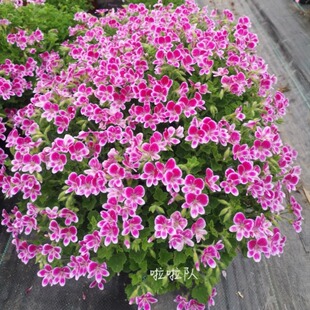 天使之眼大花天竺葵迈克粉天使橙子托克五月萨尔王族德利大苗包邮