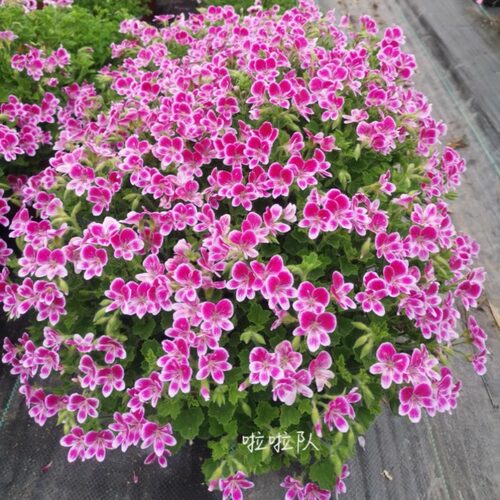 大花天竺葵天使之眼爆花系列大苗