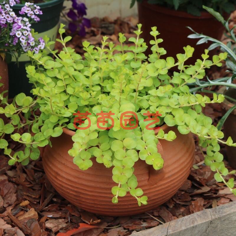 观叶植物过路黄黄金草 多年生耐寒地被植物花园匍匐阳台垂吊盆栽