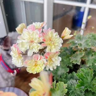 天竺葵独角兽河流系列阳光可爱维拉赞比西河星系阿尔法玫瑰奢侈品