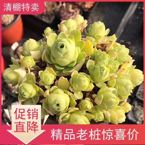 夏季多肉植物素材模板 夏季多肉植物图片下载 小麦优选