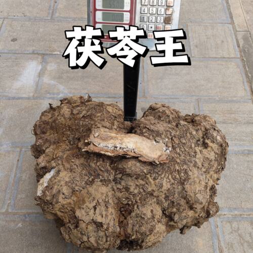 新鲜茯苓原产地云南湿茯苓