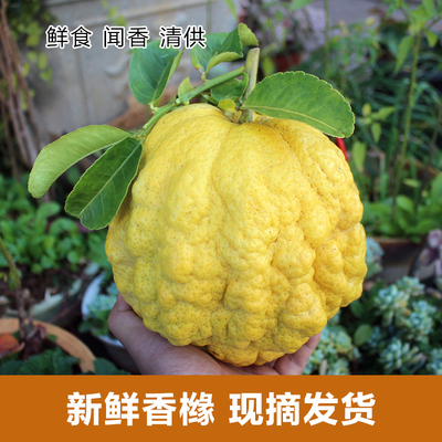 新鲜香橼云南特产农家现摘现发