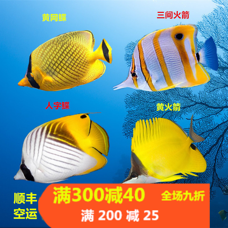 海水鱼鲽鱼小丑鱼活体