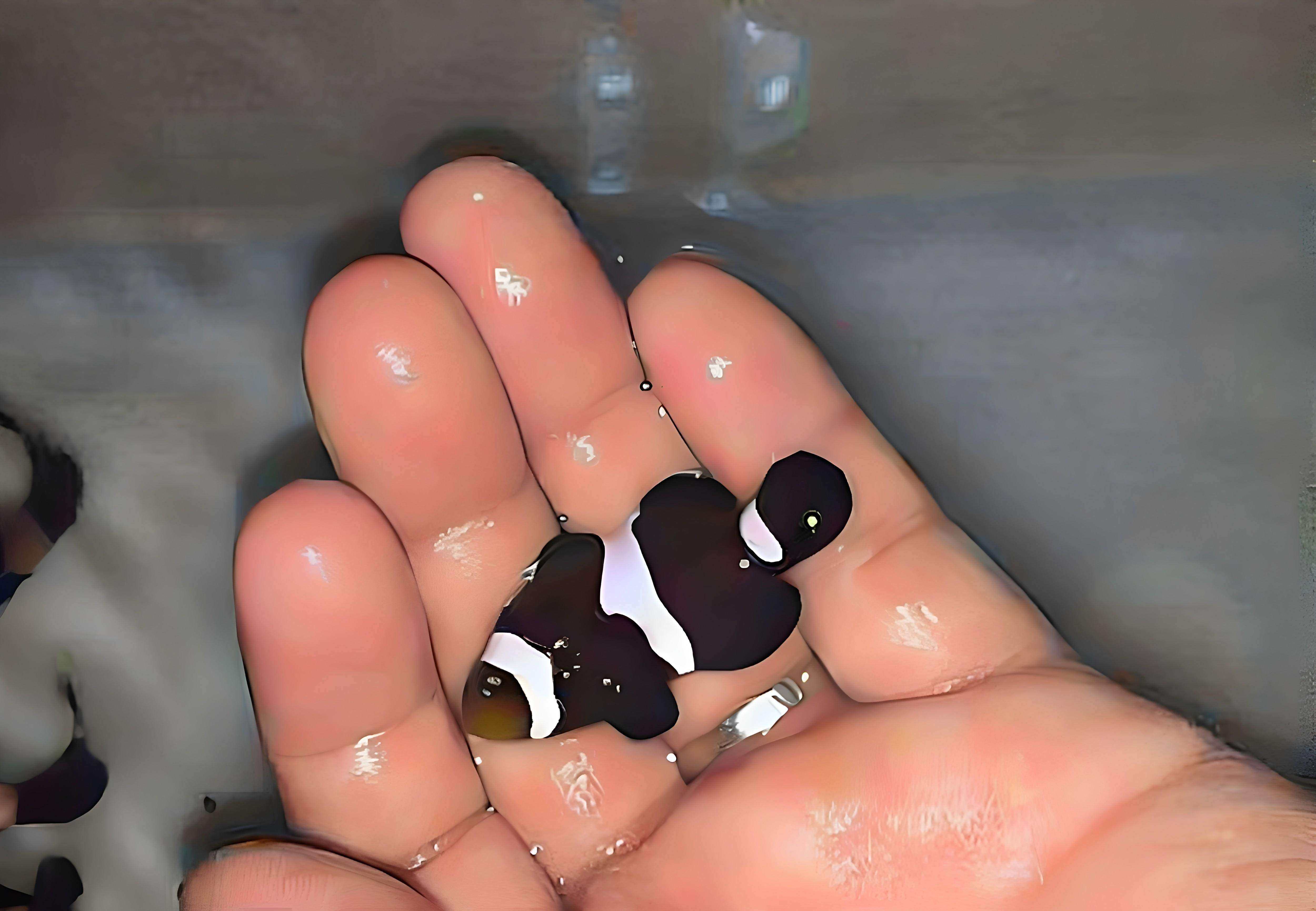 海水珊瑚鱼黄黑嘴黑公子