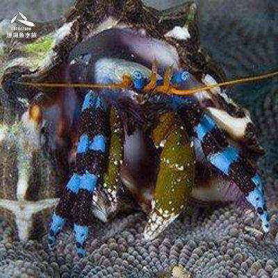 热带水族宠物海水鱼 蓝脚寄居蟹 海水鱼缸热鱼斑节海龙活体观赏鱼