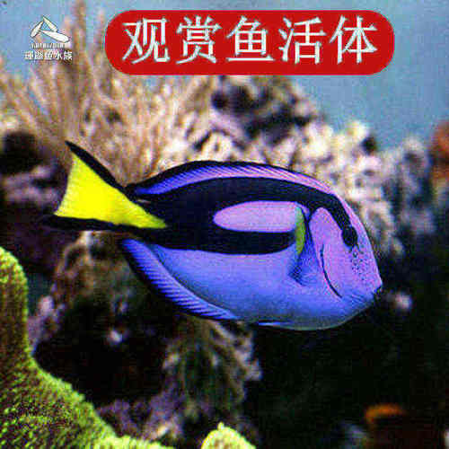 颜色漂亮，形态好，状态不错
