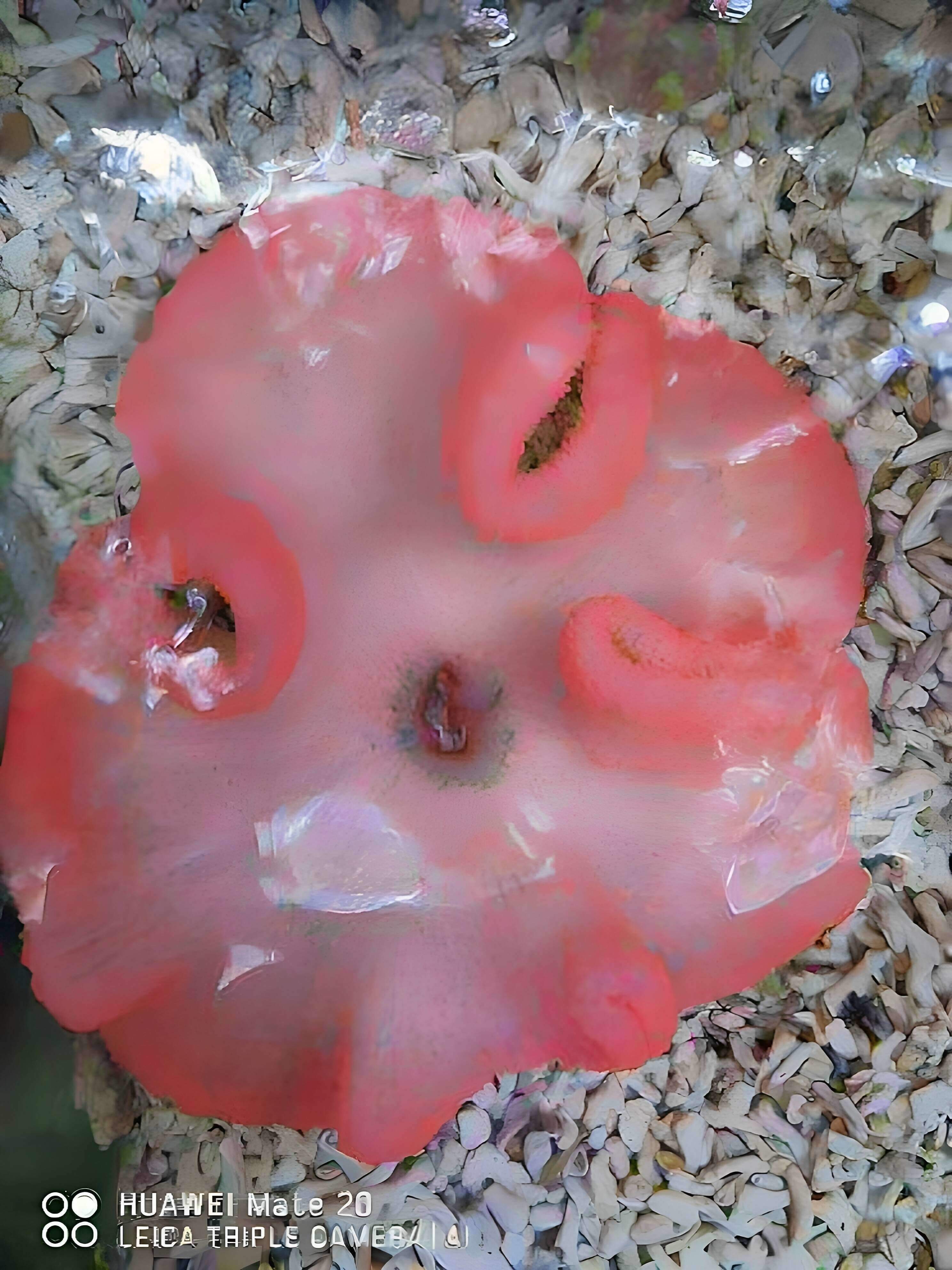粉红地毯绿奶嘴海葵珊瑚八字脑手指白花花环皮革海水生物