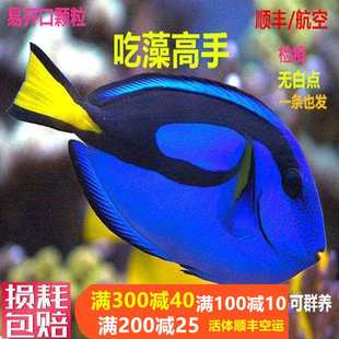 蓝吊粉蓝七彩吊蓝海水鱼天狗吊海水观赏鱼金毛观赏鱼活体鱼秒颗粒