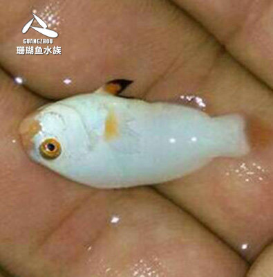 鱼缸活体水族宠物