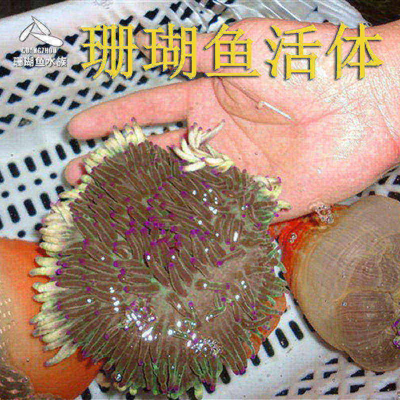 海水鱼紫须红肚活体珊瑚