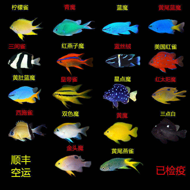 海水鱼魔鱼小丑鱼新开缸易养