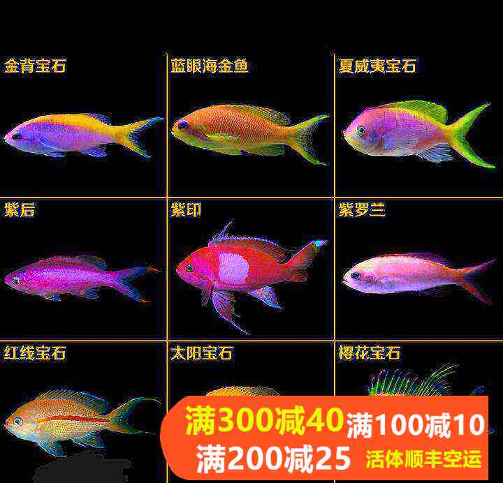 海水鱼热带水族宠物紫背蓝眼海金鱼夏威夷宝石紫色鱼观赏鱼紫罗兰