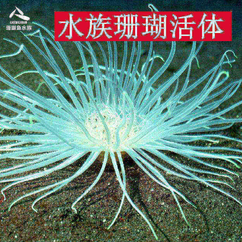 千手佛形态飘逸珊瑚活体珊瑚活体