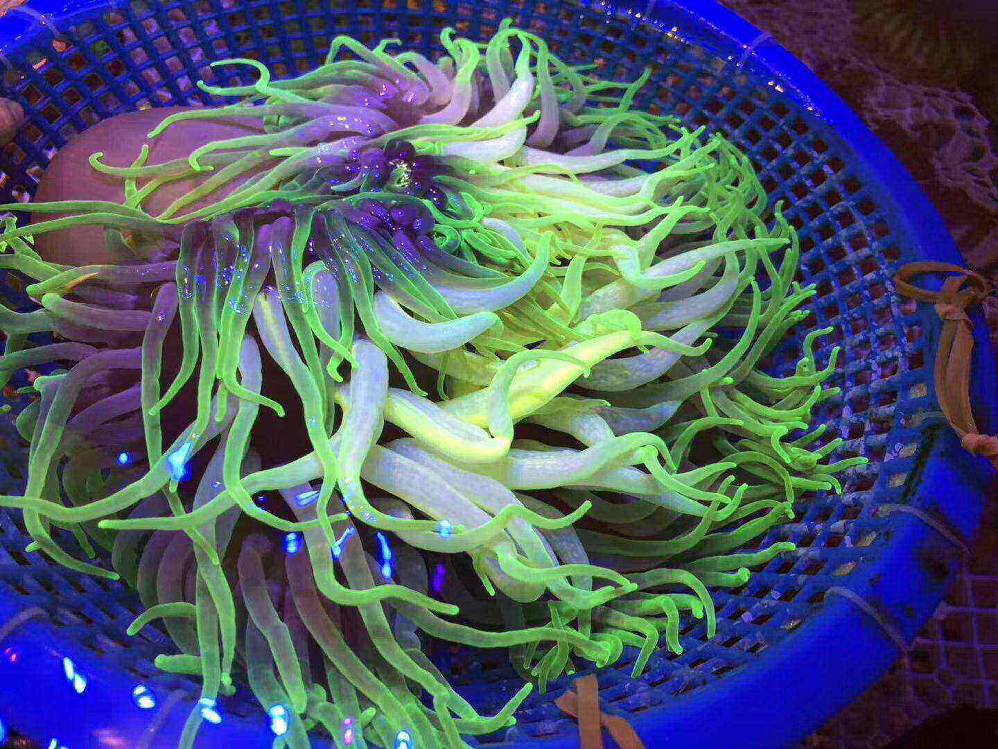 海水生物彩色海葵彩色海葵彩色海葵彩色海葵彩色海葵彩色海葵
