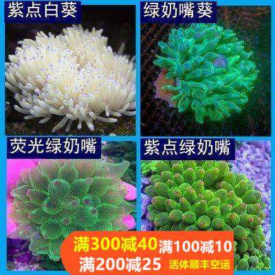 奶嘴海葵珊瑚红奶嘴杯紫点白海葵火山海葵荧光绿地毯小丑鱼海葵,宠物/宠物食品及用品,其它水族宠物,淘宝优惠券,粉丝福利购,淘宝优惠卷