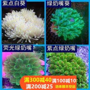 奶嘴海葵珊瑚红奶嘴杯紫点白海葵火山海葵荧光绿地毯小丑鱼海葵