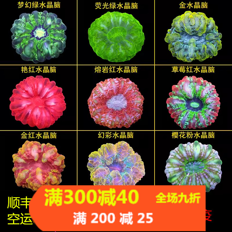 红水晶脑珊瑚活物印尼绿水晶