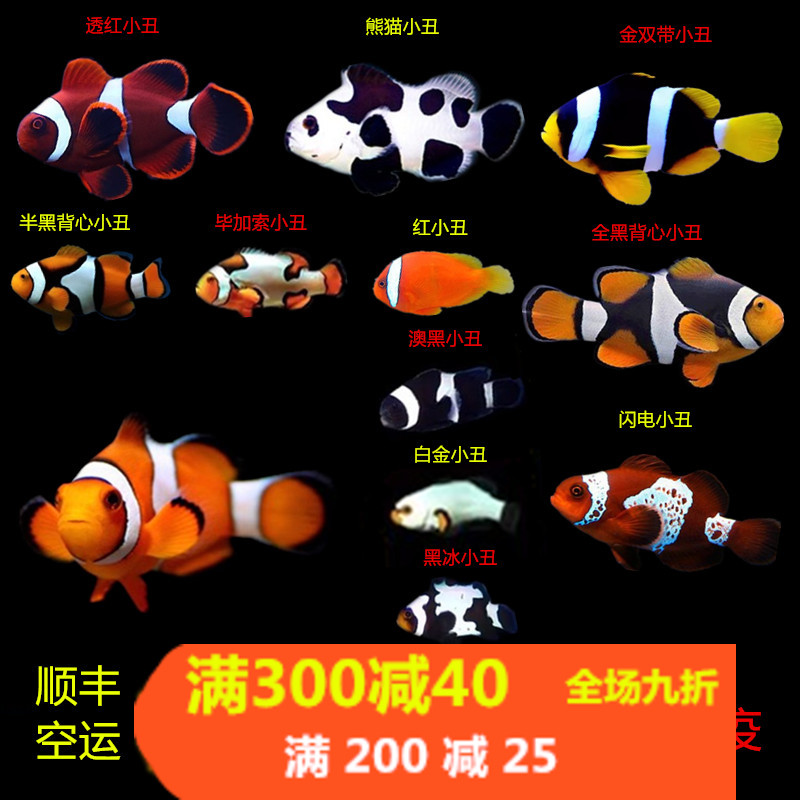 海水鱼小丑鱼人工活体