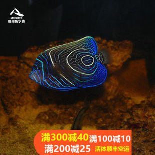 海水鱼热带水族宠物 东非蓝圈蓝纹神仙 海水鱼缸热带鱼宠物活体观